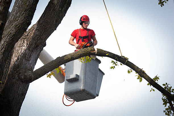 Best Best Tree Removal Services  in Blissfield, MI